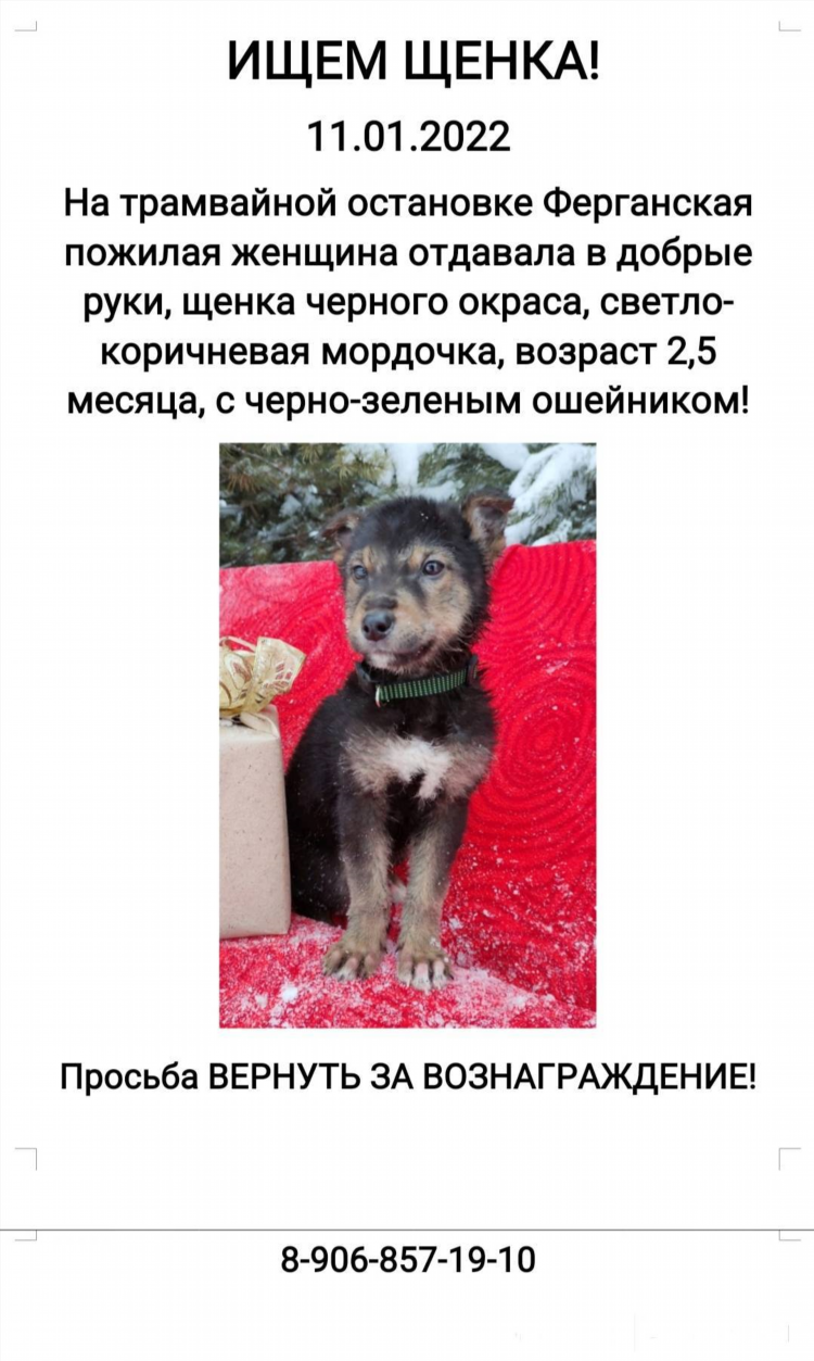 Как написать объявление о собаке в добрые руки
