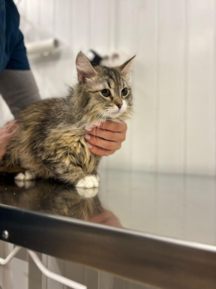 Котята в добрые руки пенза свежие объявления