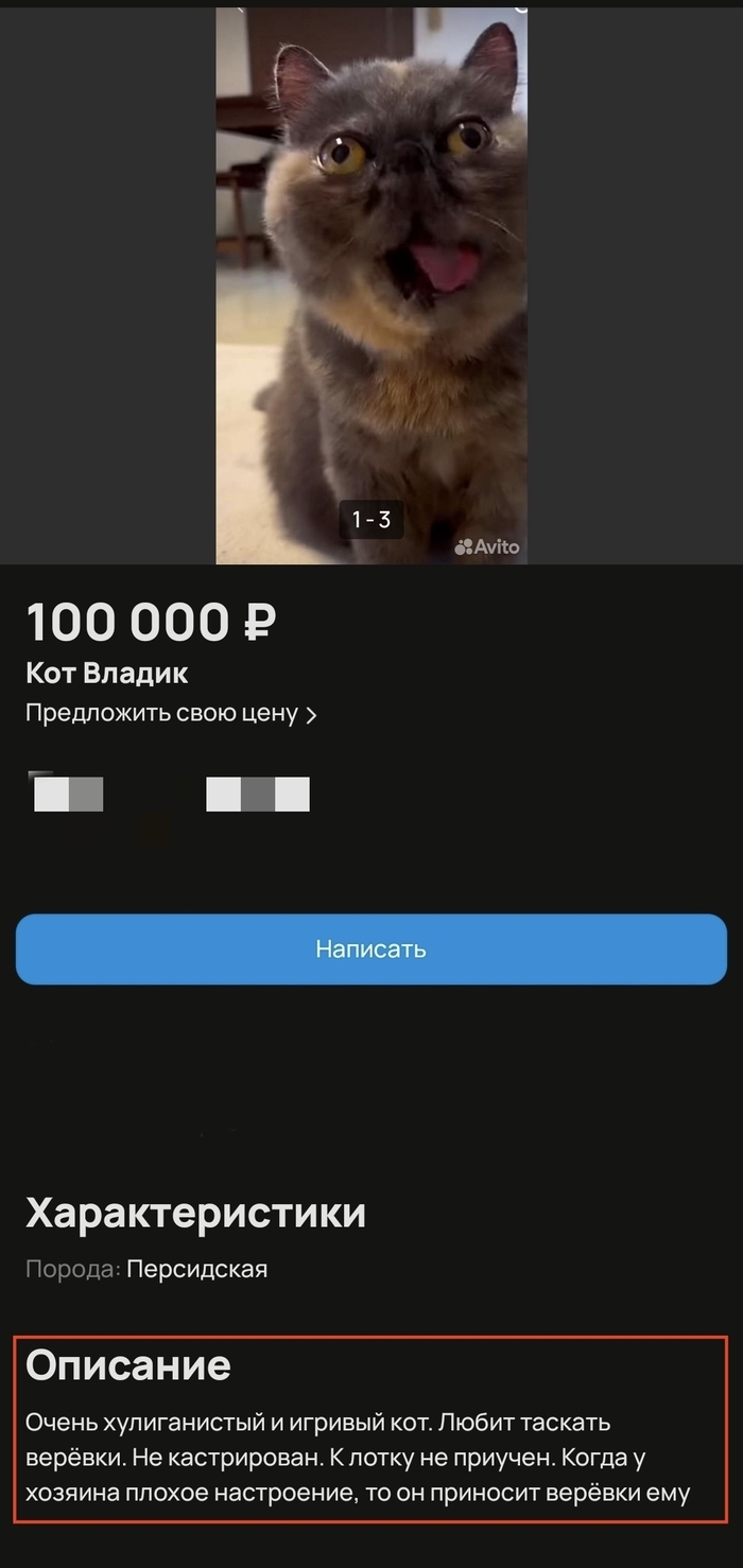 Купить котенка в самаре на авито свежие объявления