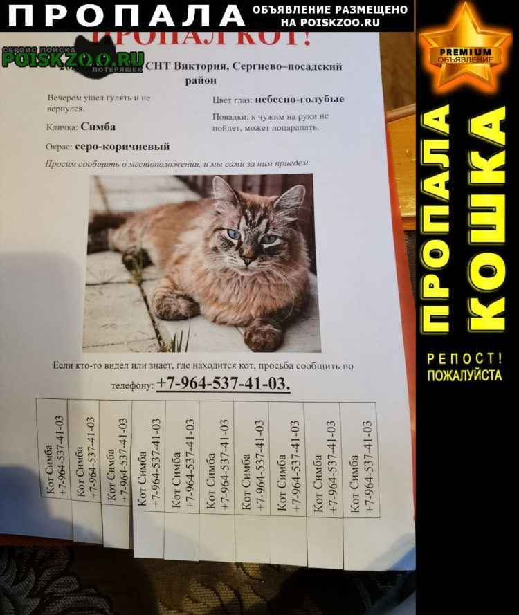 Объявление о потере кошки