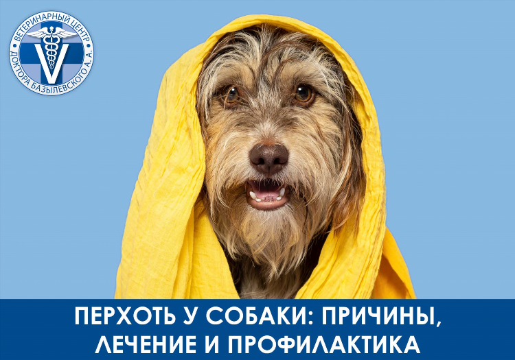 Объявление о потере собаки образец