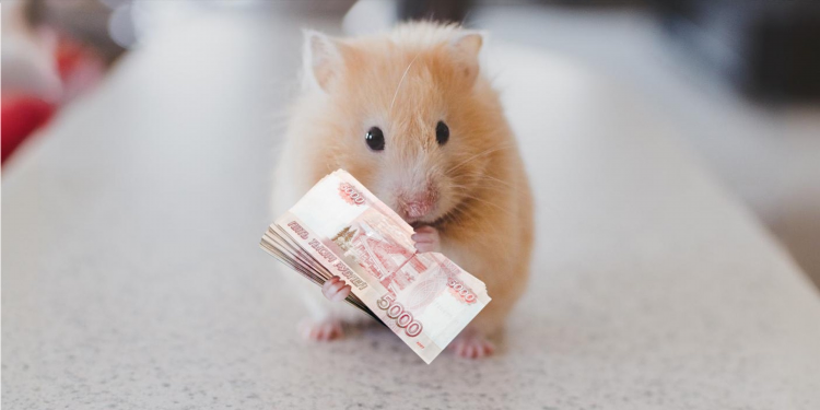 Объявление о продаже хомяка