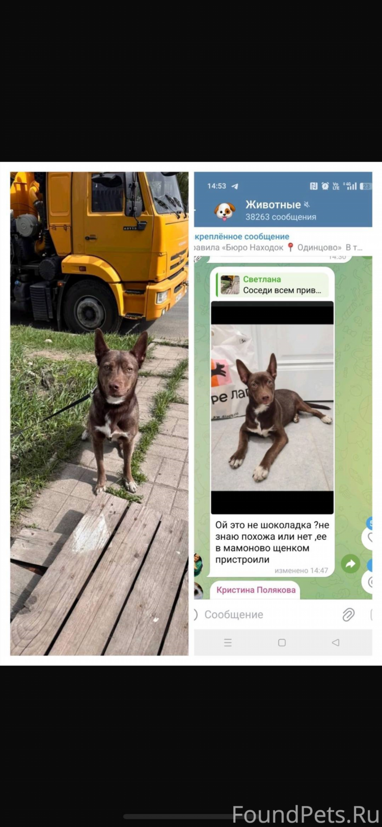 Объявление о пропаже собаки 6 класс