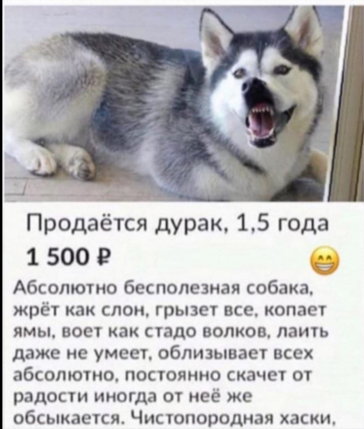 Объявление продается дурак