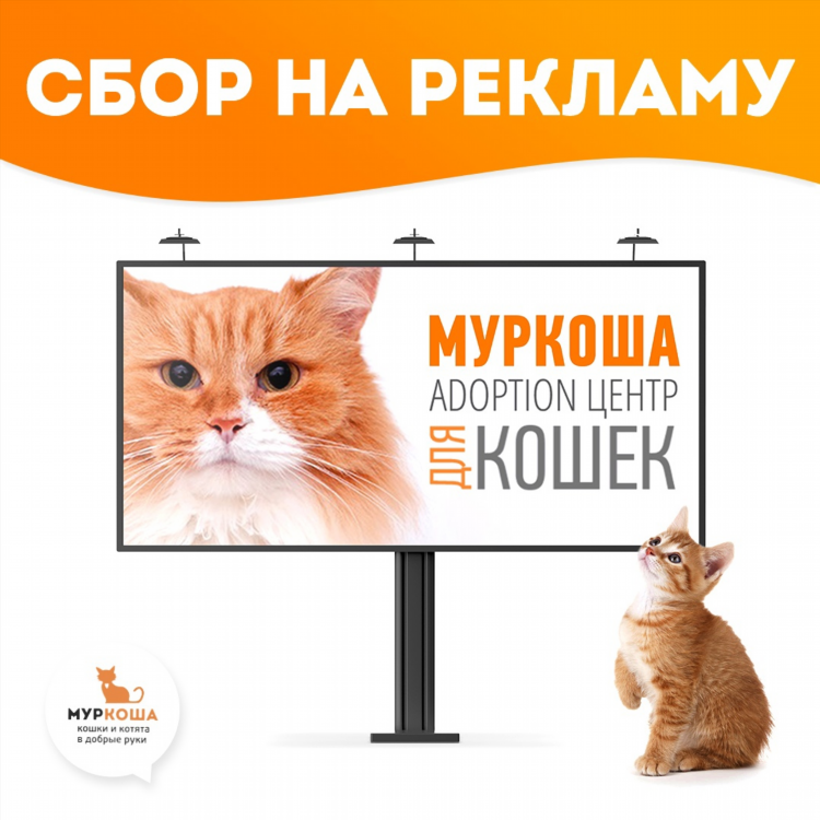 Объявления котят