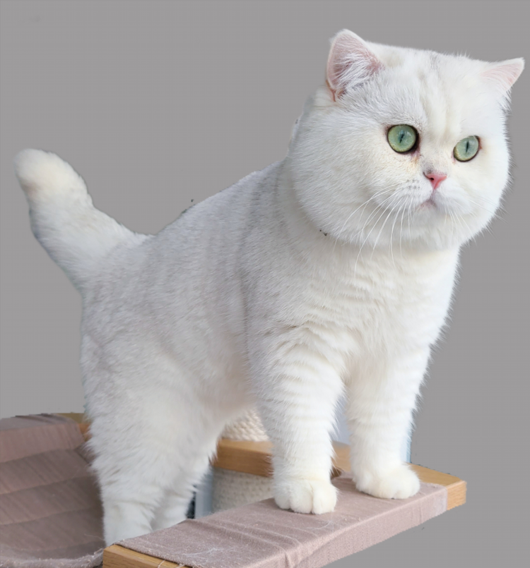 Отдам котят прикольные объявления
