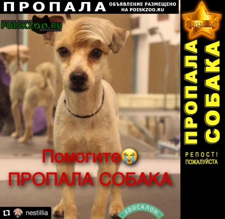 Потерялась собака объявления москва