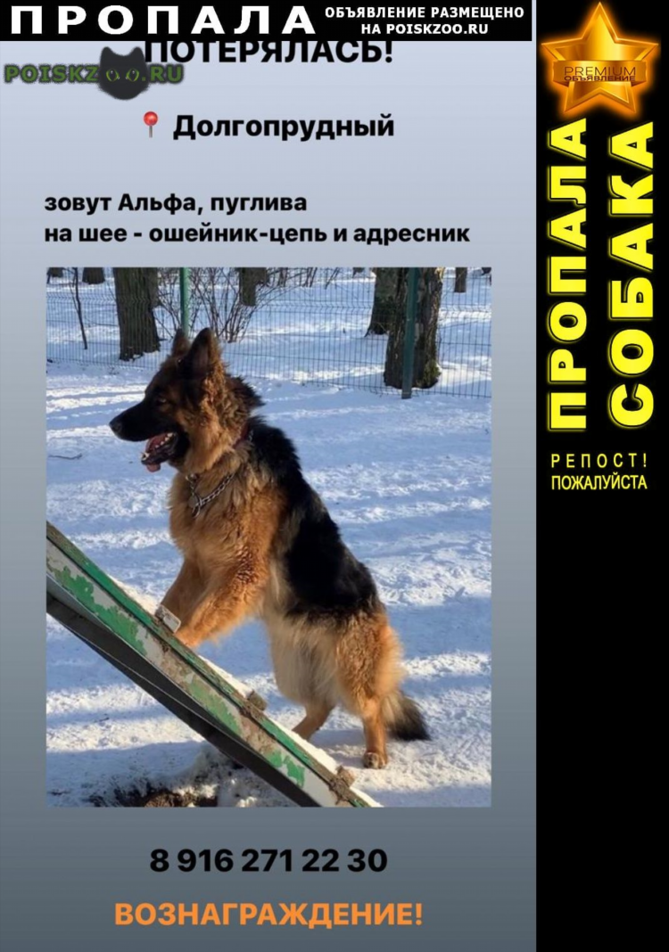 Потерялась собака объявления