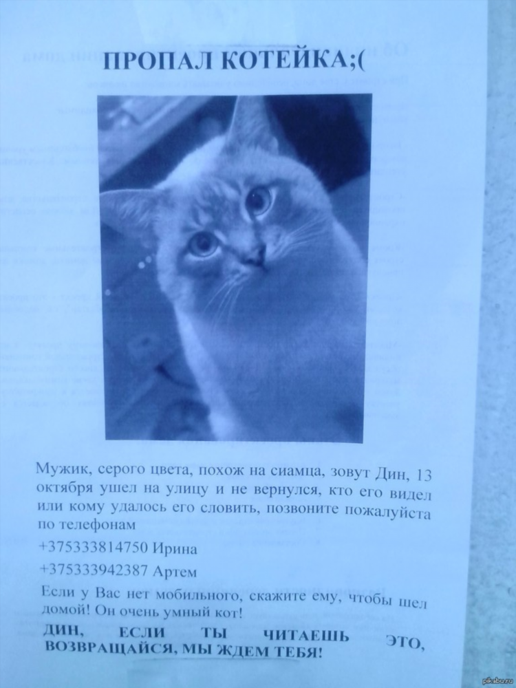 Пропал котик объявление