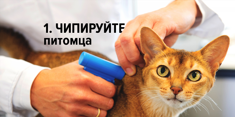 Пропала кошка объявления