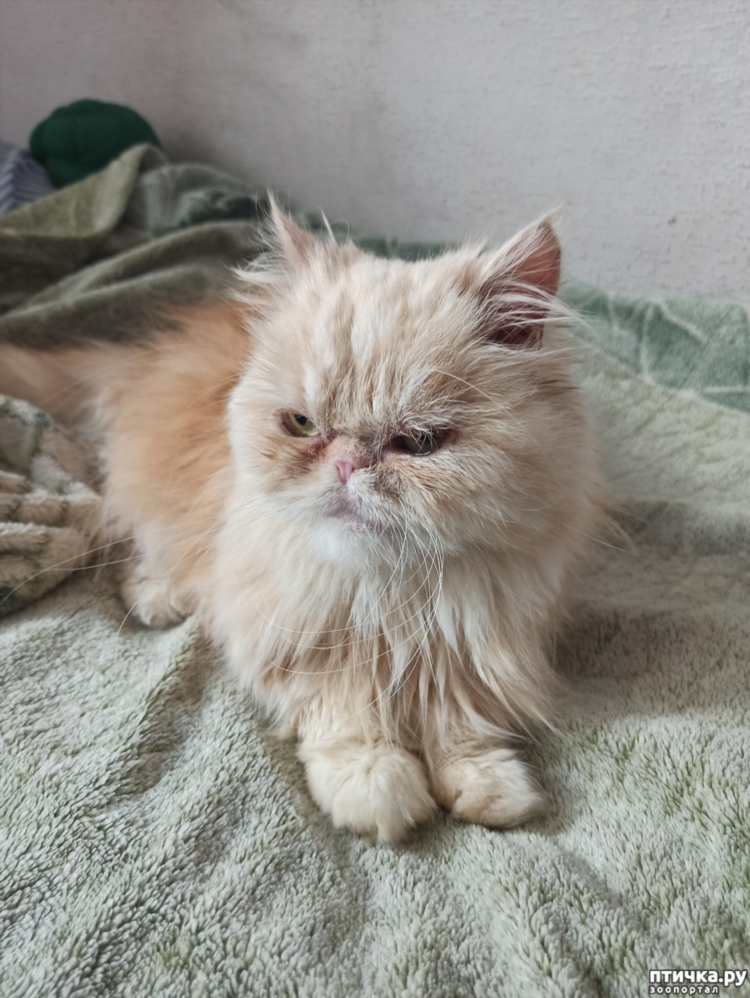 Возьму котенка в нижнем новгороде бесплатно свежие объявления